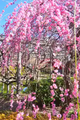亀戸天神社(東京都)