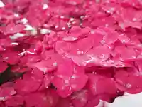 春日神社の手水舎