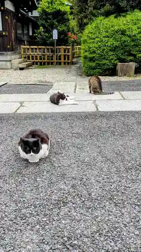 白金氷川神社の動物