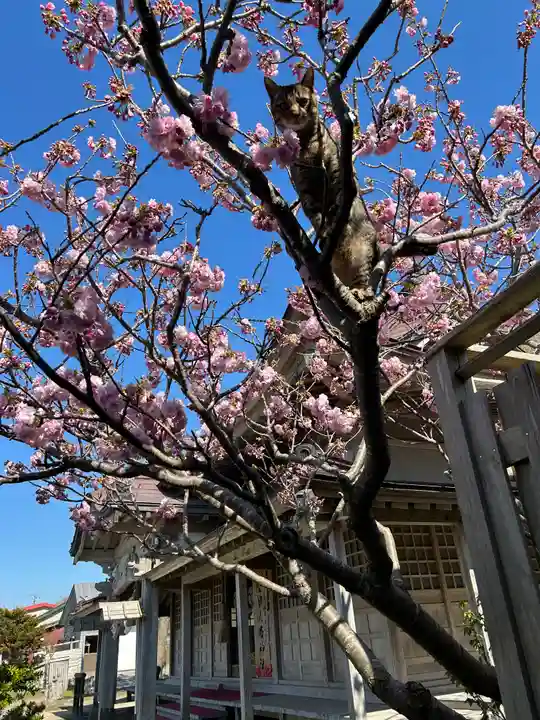 🌸乙部八幡神社(北海道)