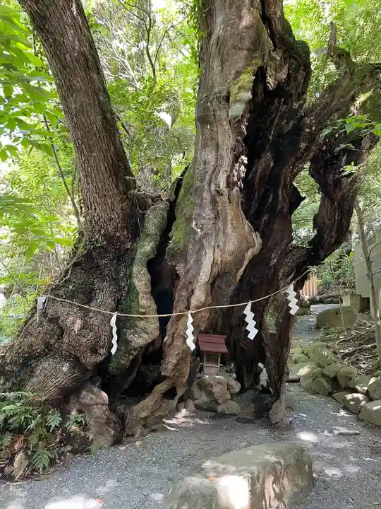 來宮神社(静岡県)
