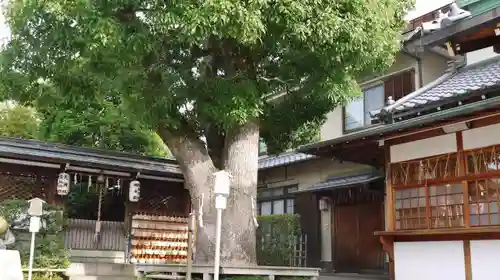 晴明神社の自然