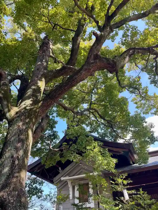 溝口神社の{uncategorized: "未分類", other: "その他", undefined: "問題あり", building: "その他建物", grave: "お墓", sacred_gate: "鳥居", guardian: "狛犬", statue: "像", buddha: "仏像", history: "歴史", nature: "自然", garden: "庭園", animal: "動物", pagoda: "塔", temizu: "手水舎", mountain_gate: "山門・神門", sanctuary: "本殿・本堂", subordinate: "末社・摂社", art: "芸術", scenery: "景色", jizo: "地蔵", ema: "絵馬", goshuin: "御朱印", omikuji: "おみくじ", items: "授与品その他", amulet: "お守り", goshuincho: "御朱印帳", eats: "食事", festival: "お祭り", votive_dance: "神楽", shichigosan: "七五三参", wedding: "結婚式", experience: "体験その他", initially: "初詣", around: "周辺", anti_infection: "感染症対策"}