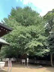 峯ヶ岡八幡神社(埼玉県)