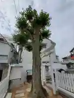垂水御霊神社の自然