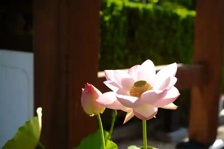 法源寺(山梨県)
