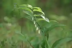 田村神社の自然