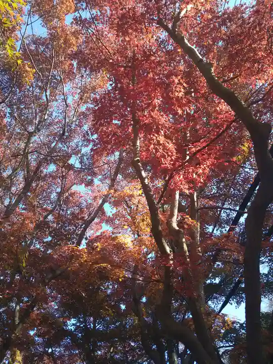明月院(神奈川県)