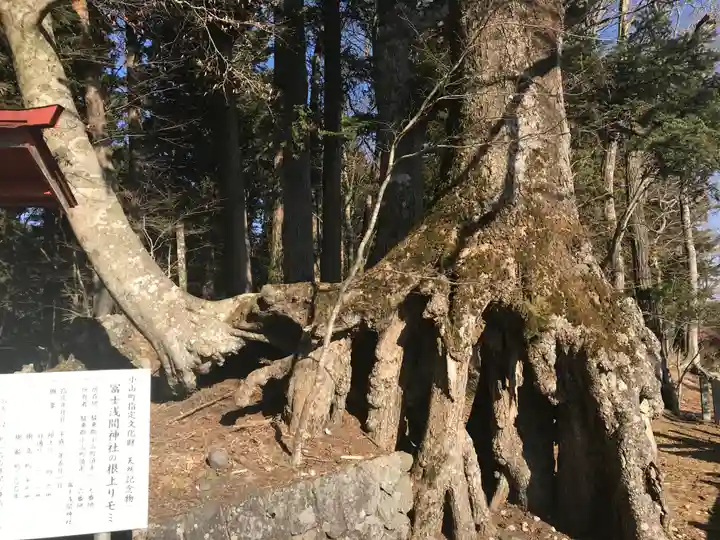富士山東口本宮 冨士浅間神社の自然