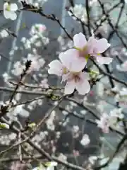 日枝神社の自然