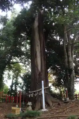 麻賀多神社奥宮の自然