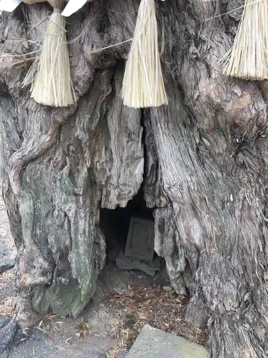前玉神社の自然