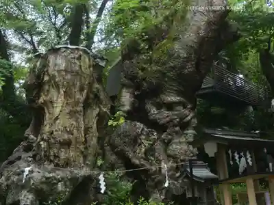 來宮神社(静岡県)