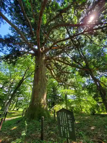 白河神社の自然