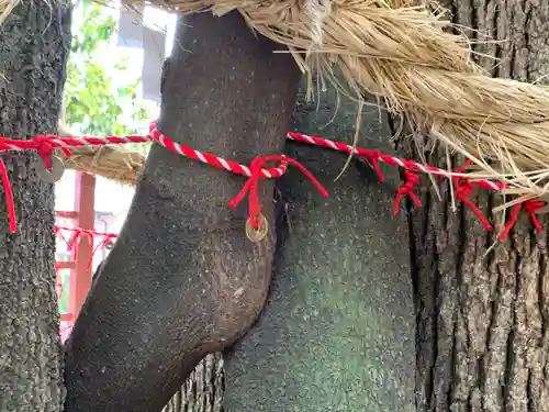 澁川神社（渋川神社）の自然