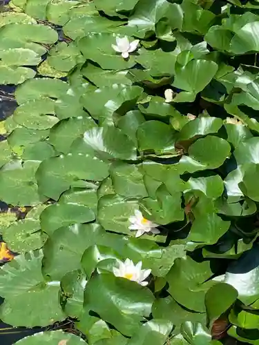 坪沼八幡神社の庭園