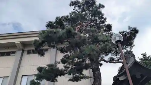 帯広別院の自然