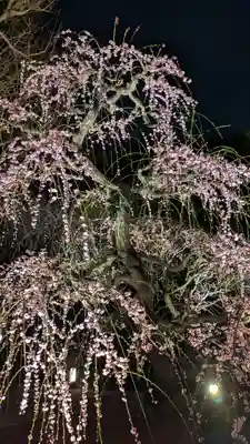 東寺（教王護国寺）(京都府)