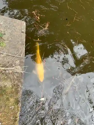 間々田八幡宮(栃木県)