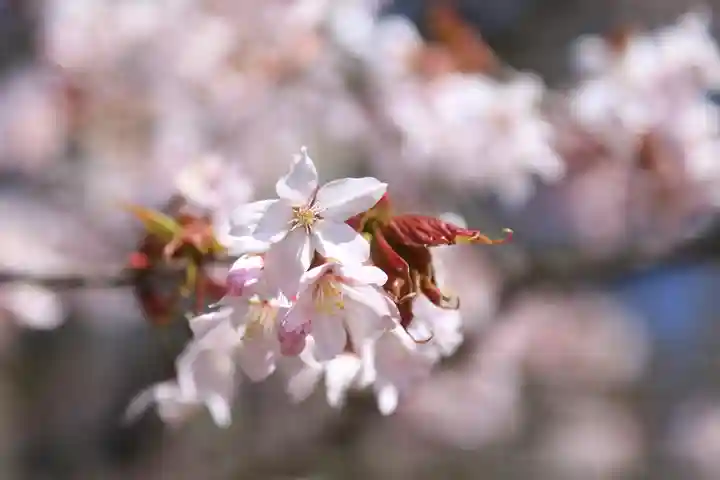 有珠善光寺の自然