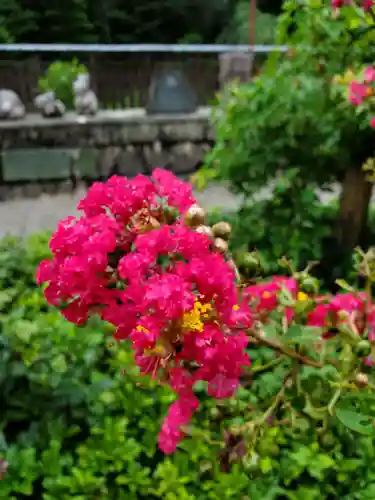 沙沙貴神社の自然