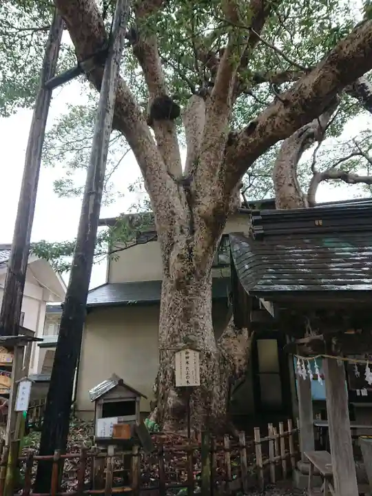 御霊神社の自然