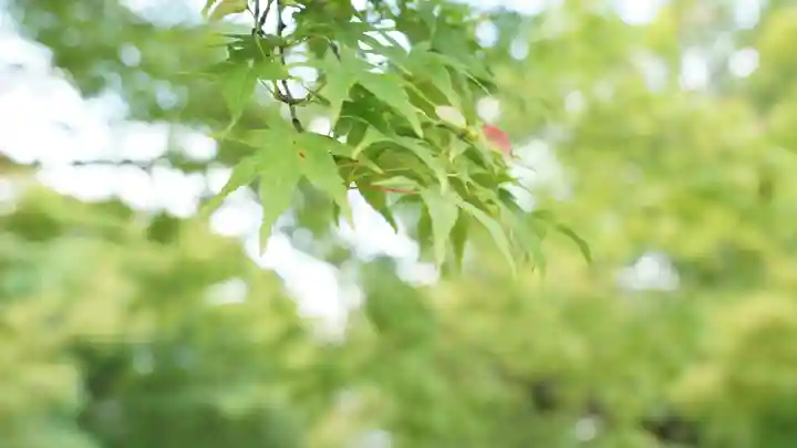 真正極楽寺(真如堂)の自然