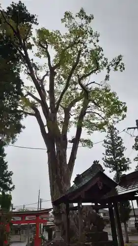 多田野本神社の自然