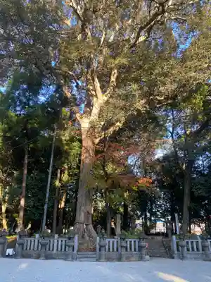 鴨都波神社(奈良県)