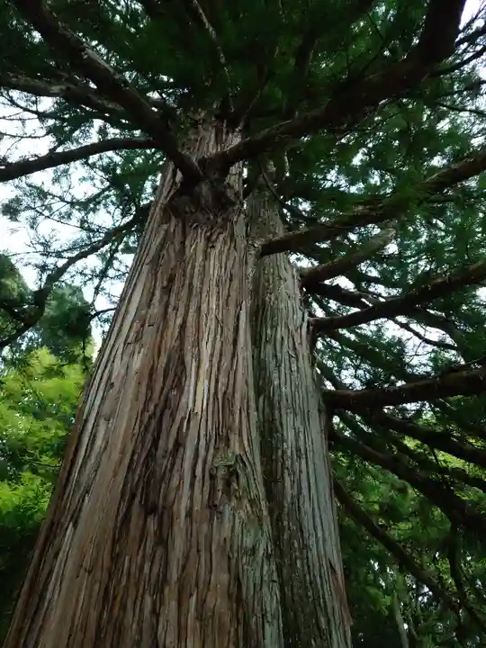 戸隠神社中社(長野県)