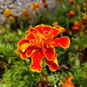 七重浜海津見神社(北海道)(2024年08月16日(金) 08時34分58秒投稿)
