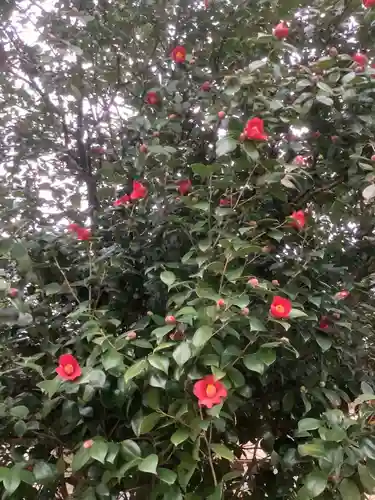 溝旗神社（肇國神社）の自然