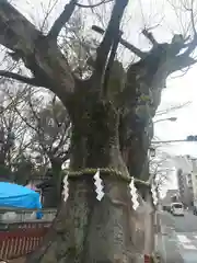 大國魂神社の自然