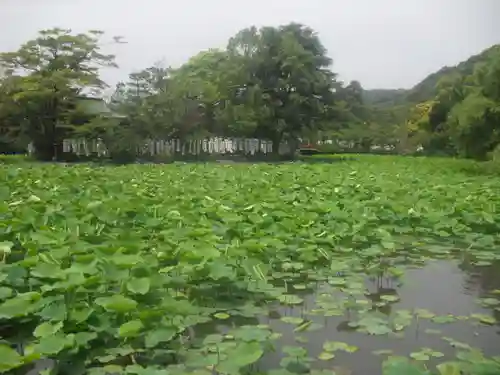 鶴岡八幡宮の庭園