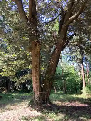 近津神社(栃木県)