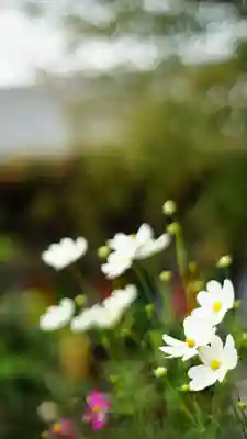 般若寺 ❁﻿コスモス寺❁(奈良県)