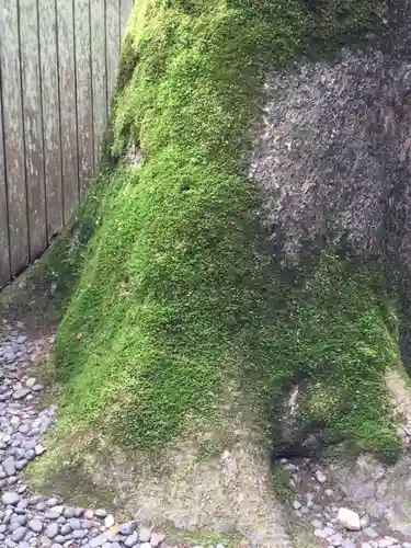 伊勢神宮外宮（豊受大神宮）の自然