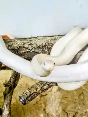 赤水蛇石神社(熊本県)