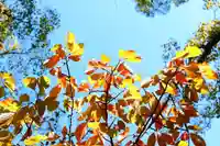 三津厳島神社の自然