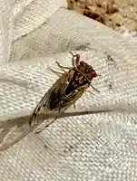 蚊里田八幡宮(長野県)