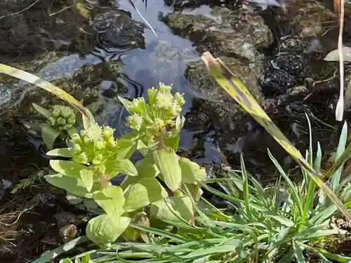 三千院門跡の自然