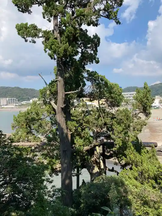 森戸大明神(森戸神社)の自然
