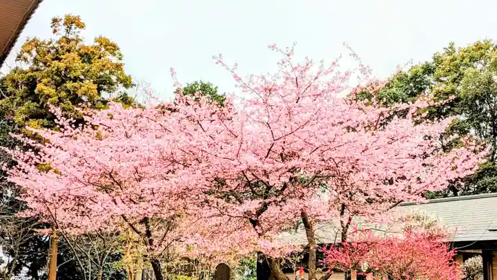 飯綱神社の自然