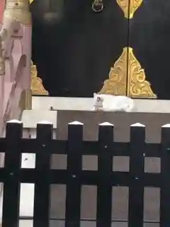 今戸神社の動物