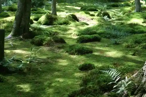 祇王寺の庭園