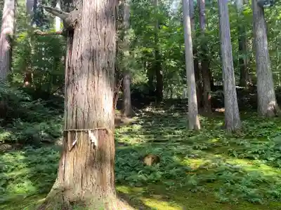 平泉寺白山神社(福井県)