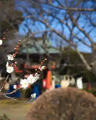 延命寺(身代り不動尊)(栃木県)