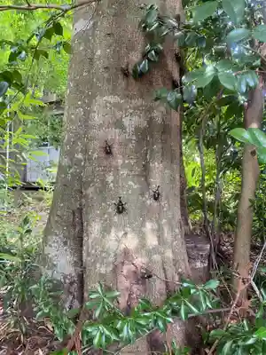 下野 星宮神社(栃木県)