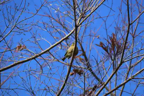鹿島大神宮の動物