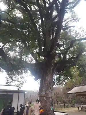 平野神社(京都府)